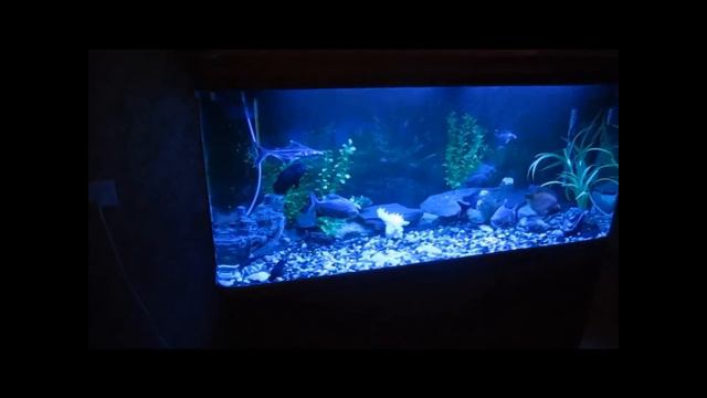 Oscars, Cichlids and Pangasius Big fish tank 320 Lt смотреть онлайн