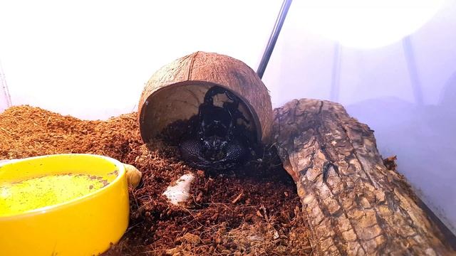 САМЫЙ КРУПНЫЙ СКОРПИОН. 30 СМ. ИМПЕРАТОРСКИЙ СКОРПИОН. Pandinus imperator смотреть онлайн