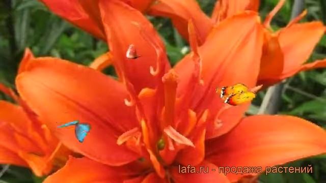 Лилия азиатская махровая (lilium asiatic funny twin) ? лилия обзор: как сажать луковицы лилии смотреть онлайн