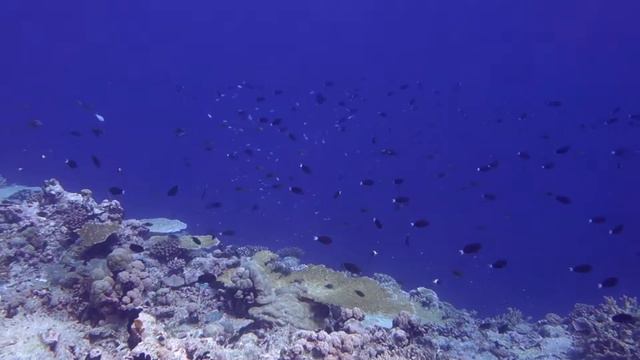 Surgeonfish and Chromis feeding over coral reef Chagos MPA смотреть онлайн