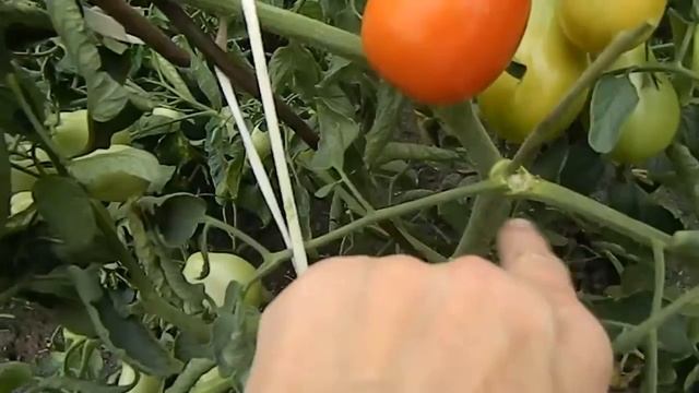 Томат Грушевидный перчик. Созревание томатов. смотреть онлайн