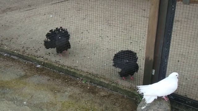 Голубь Чёрный павлин смотреть онлайн