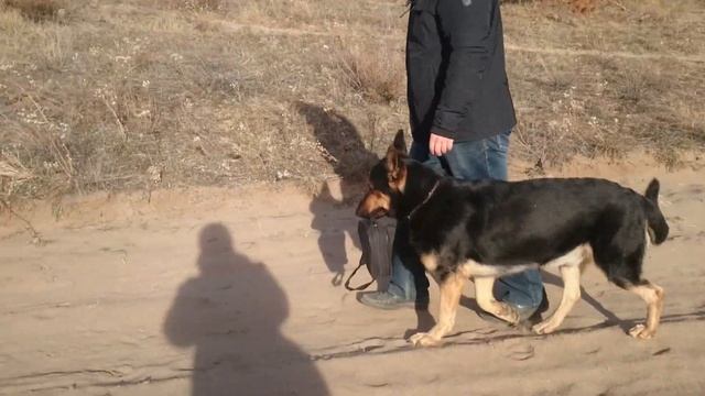 На охоту с овчаркой смотреть онлайн