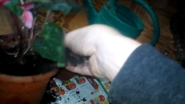 Пересадили цикломен смотреть онлайн