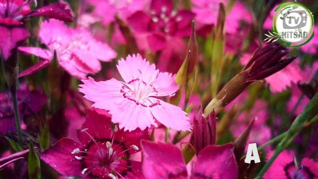 Растения которые не нужно поливать ? ТОП неприхотливых цветов ? смотреть онлайн