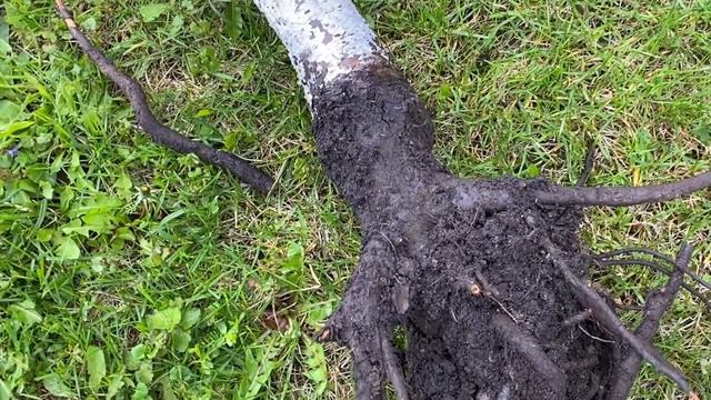 Почему на саженце не распускаются почки и дерево постепенно гибнет смотреть онлайн