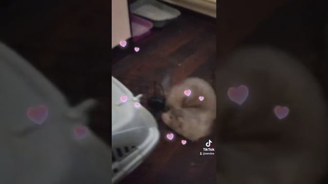 Норка, видео животного в домашних условиях. смотреть онлайн