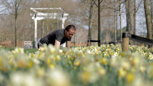 Keukenhof Spring Series Part 3 | Keukenhof 2021?