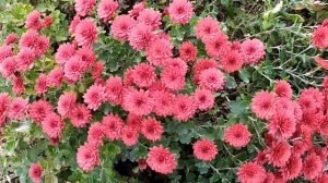 Когда умрет любовь 1 - 4 серии | Мелодрама 2021