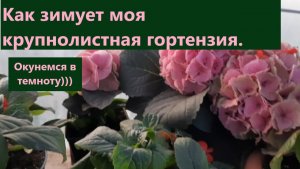Как зимует крупнолистная гортензия и где хранятся зеленые черенки.
