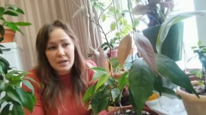 Выращиваем личи из семян в домашних условиях