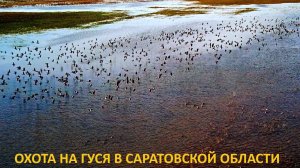 ОХОТА НА ГУСЯ 2024!!! СКОЛЬКО ЖЕ ГУСЕЙ НА ЭТОМ ПОЛЕ!!! ОХОТА НА ГУСЯ В САРАТОВСКОЙ ОБЛАСТИ