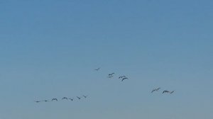 Охота на гуся.Часть 10.Расстановка чучел