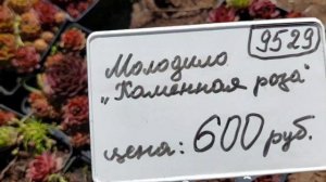 Купила мяту,наш питомник.