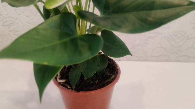 #ЦветыВместе Anthurium Namora Антуриум Намора 12/40