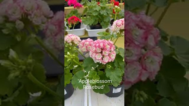 Different varieties of pelargoniums / Разные сорта пеларгоний / Pelargoonide erinevad sordid смотреть онлайн