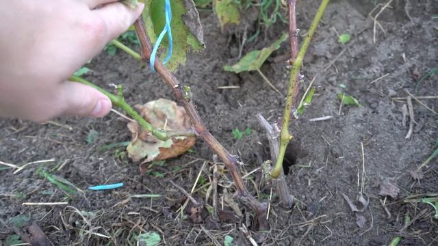 4K. Однорічний кущ винограду. Догляд за виноградом. Догляд у рік посадки куща винограду. смотреть онлайн