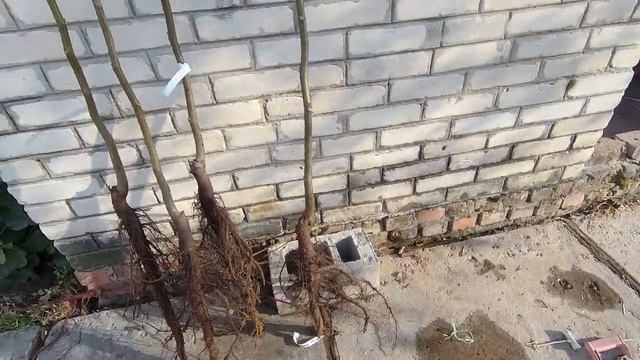 КАК ПОСАДИТЬ ГРЕЦКИЙ ОРЕХ,СОРТ ИДЕАЛ,СОРТ ГРЕЦКОГО ОРЕХА ИДЕАЛ,САЖЕНЦЫ ОРЕХА СОРТА ИДЕАЛ ТРЕХЛЕТКИ смотреть онлайн