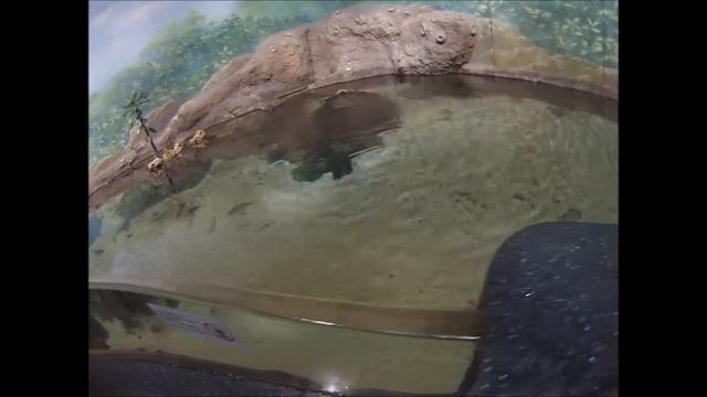 Москвариум|ВДНХ смотреть онлайн