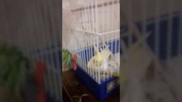 Как приручить попугая кореллу к рукам??? смотреть онлайн