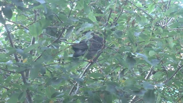 Голуби на дереве клюют черемуху 1