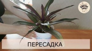 Рео. Правила ухода за традесканцией покрывальчатой