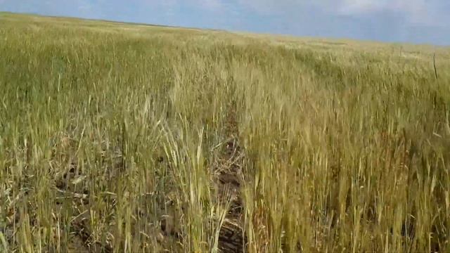 Последействие Евролайтинга в засушливый 2018 год. Крым смотреть онлайн