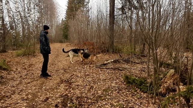 Овчаренок Дар и овчарка девочка Собачьи ритуалы смотреть онлайн