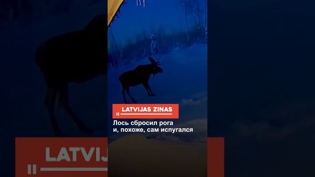 Лось потерял рога смотреть онлайн