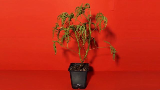 Stop motion : Cutting Fruits, Plants and vegetables смотреть онлайн
