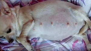 Живот беременной собаки не перестаёт расти – когда её щенки появляются на свет, случается нечто…