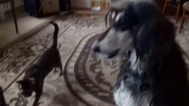 Сарочка поёт!!!! смотреть онлайн