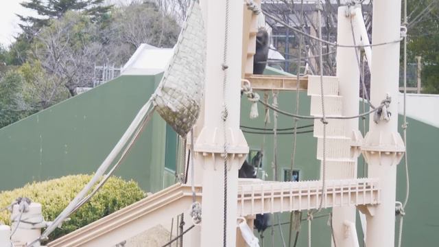 Silverback Gorilla Pushes a Female Down | The Shabani Group смотреть онлайн