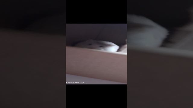 ХОМЯК (моей РОДНОЙ сестры) смотреть онлайн