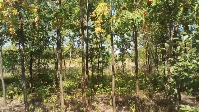 Рябина обыкновенная “Joseph Rock” | Plante.md смотреть онлайн