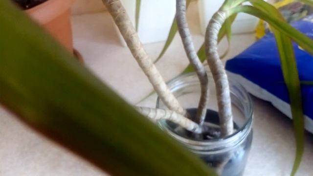 Как спасти драцену / Омолаживаю Драцену / Опадают листья у драцены, что делать смотреть онлайн