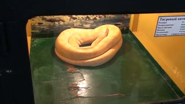 Тигровый питон. Путешествие выходного дня. смотреть онлайн