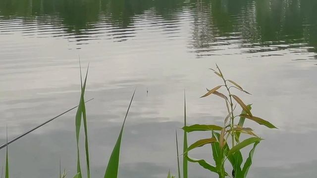 Глухое Новосибирск 31.05.22 как ловить на "окопах" на поплавочку и не только смотреть онлайн