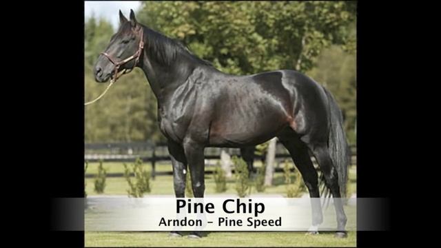 MOON MAN RM (Pine Chip - Лунная Фантазия) 2014 года рождения смотреть онлайн