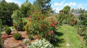 Розы канадские Marie-Victorin и Adelaide Hoodless