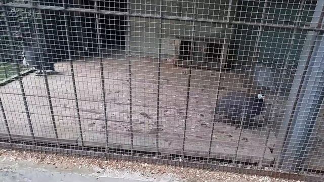 Прогулки по Москве. Парк Усадьбы Трубецких в Хамовниках. Дерево любви смотреть онлайн