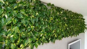 Эпипремнум золотистый — уход в домашних условиях