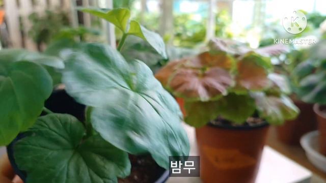 2024년 1월 30일제라늄 이야기 #밤무 #송살구#소프트핑크블라섬 смотреть онлайн