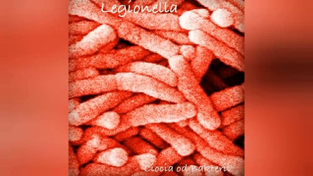 Строение бактерии и что такое бактерии смотреть онлайн