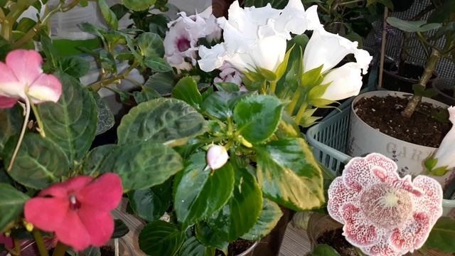 ПОЧЕМУ ГИБНУТ ЦВЕТУЩИЕ РАСТЕНИЯ ИЗ МАГАЗИНА смотреть онлайн