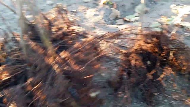 Фундук.Корневая система.Двухлетние саженцы.Часть 2. смотреть онлайн