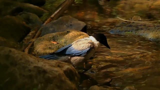 Голубая сорока - Cyanopica cyana.mp4 смотреть онлайн