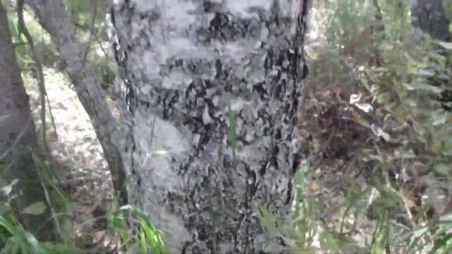 Можно ли ориентироваться в лесу по мху, часть 1 смотреть онлайн