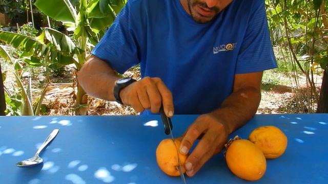 EP 3. Probando el fruto de la Passiflora alata | El Maracuyá dulce смотреть онлайн