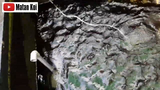 Kutu di Badan Koi, Dimilin aja. Begini Cara Membasminya смотреть онлайн